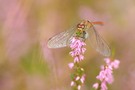 Heidelibelle auf Heide