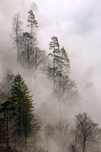 Bäume im Nebel