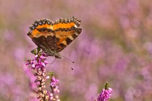 Kleiner Fuchs (Aglais urticae) am Heidekraut