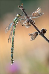 Weidenjungfer (Chalcolestes viridis)