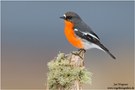 Flammenbrustschnäpper (Petroica phoenicea) Flame Robin