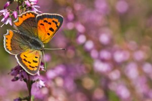 Kleiner Feuerfalter (Lycaena phlaeas)