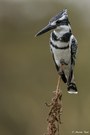 Graufischer (Pied Kingfisher)