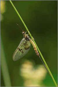 Eintagsfliege ND