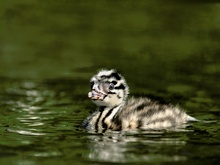 Haubentaucher(podiceps cristatus)