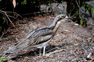 Bush Stone-Curlew