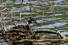 Haubentaucher im Nest