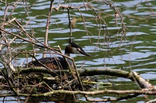 Haubentaucher im Nest