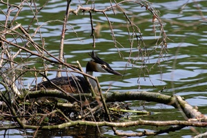 Haubentaucher im Nest