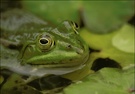 Wasserfrosch  [ND]