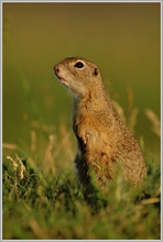 Europäischer Ziesel (Spermophilus citellus)