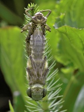 Libelle schlüpft aus Exhuvie ND