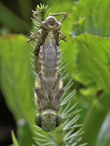 Libelle schlüpft aus Exhuvie ND