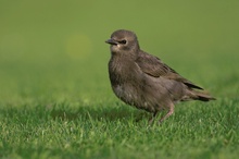 Star (Sturnus vulgaris) ND