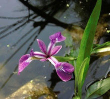 Wasser Iris