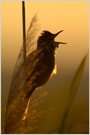 Morgenstund hat Gold im Mund