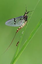 Große Eintagsfliege mit Besucher