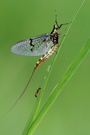 Große Eintagsfliege mit Besucher