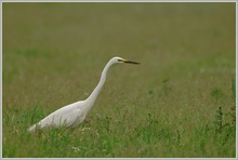 Silberreiher (Casmerodius albus)