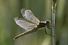 Frühe Heidelibelle ND