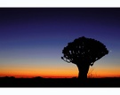 Köcherbaum in der Namib