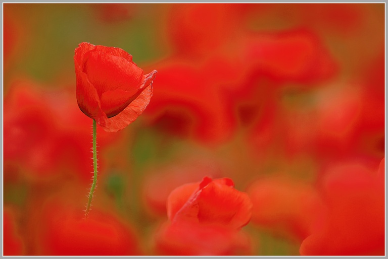 Klatschmohn (Papaver rhoeas)