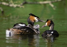 Haubentaucherfamilie (ND)