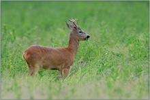 Rehbock *Capreolus capreolus* [ND]