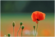 Mohn