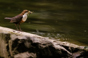 Wasseramsel mit Beute [ND]