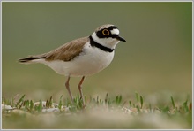 Flußregenpfeifer (Charadrius dubius)