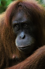 Orang Utan