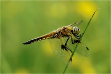 ~ Libellula quadrimaculata ~