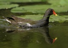 Teichhuhn mit Nistmaterial