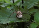 Was ist das für eine Spinne?  [ND]