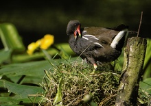 Teichhuhn auf seinem Nest