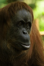 Orang Utan