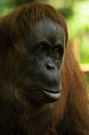 Orang Utan