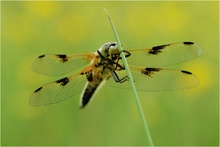 ~ Libellula quadrimaculata (1) ~