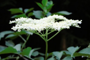 Holunder Sambucus nigra