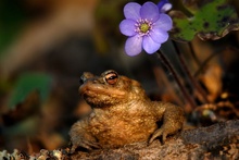 Erdkröte und Leberblümchen