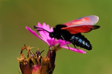 Thymian-Widderchen?