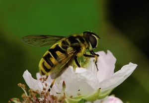 Gemeine Dolden-Schwebfliege