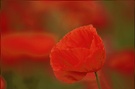 Mohn