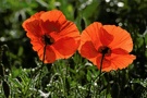 Mohn von hinten