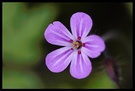 Stinkender Storchschnabel