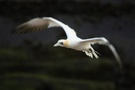 Basstölpel auf Helgoland (ND)