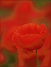Mohn