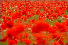 Mohn ohne Ende