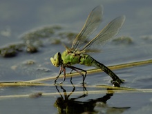 Große Königslibelle(anax imperator)